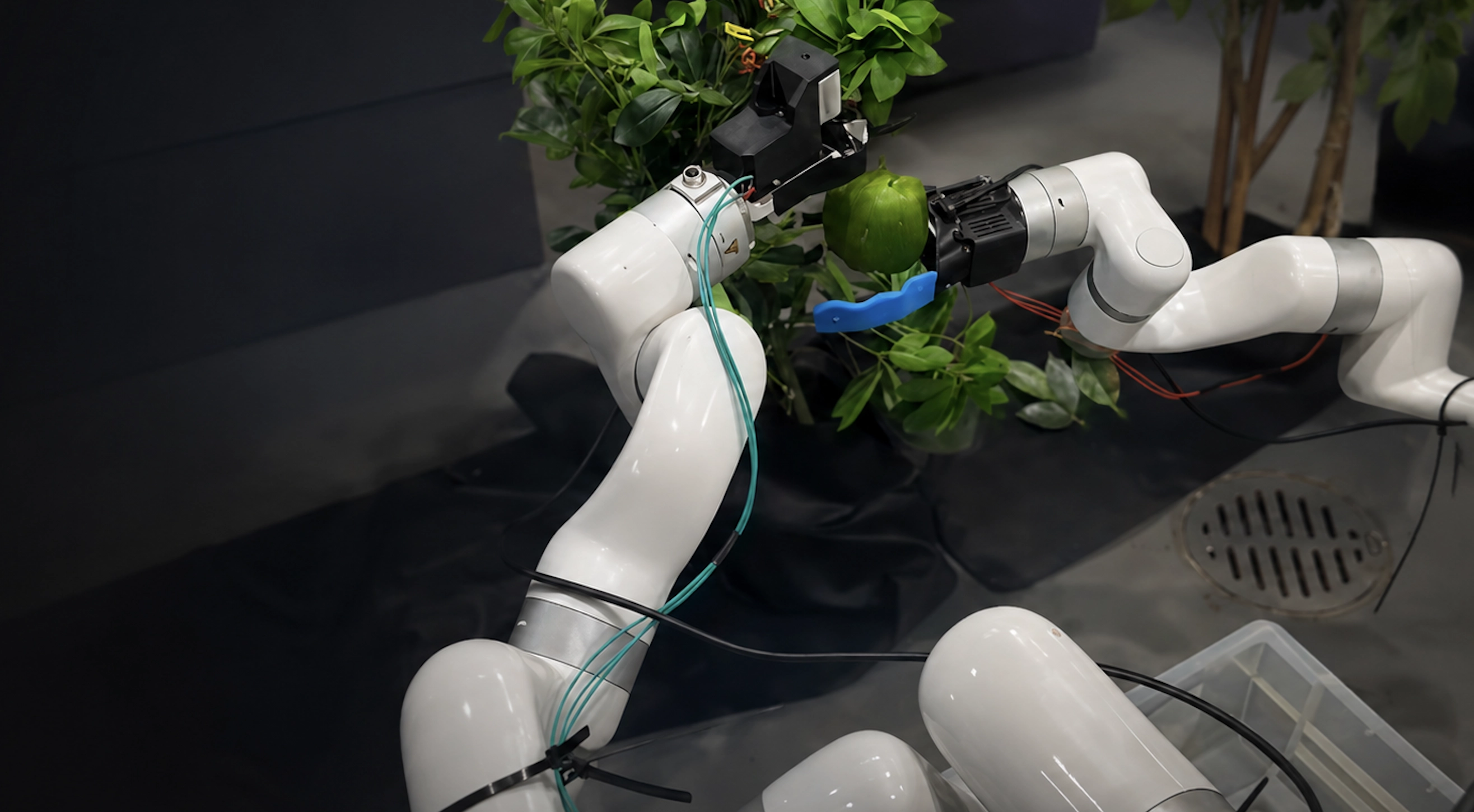 Close-up of a UFACTORY cobot gripper approaching a green fruit on a branch