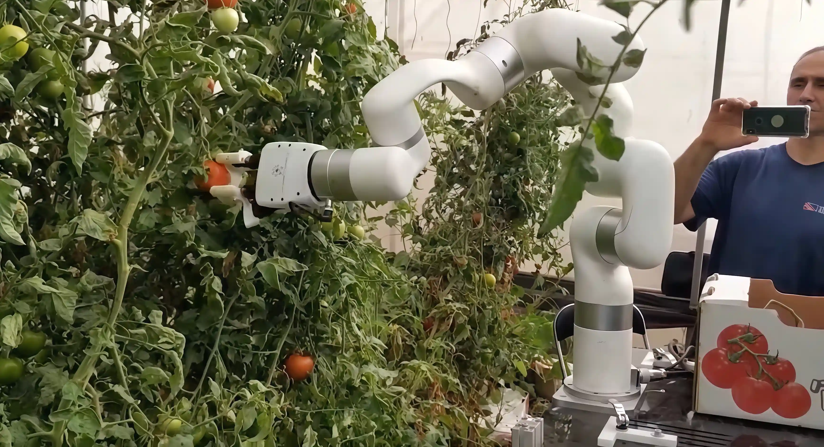 Vision-guided xArm robot performing autonomous tomato harvesting on greenhouse vines